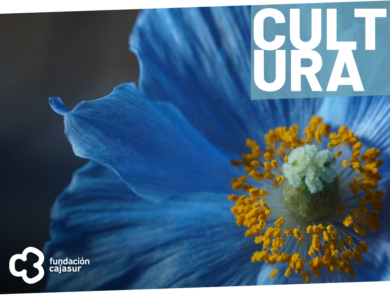 Clausura Flora 2022